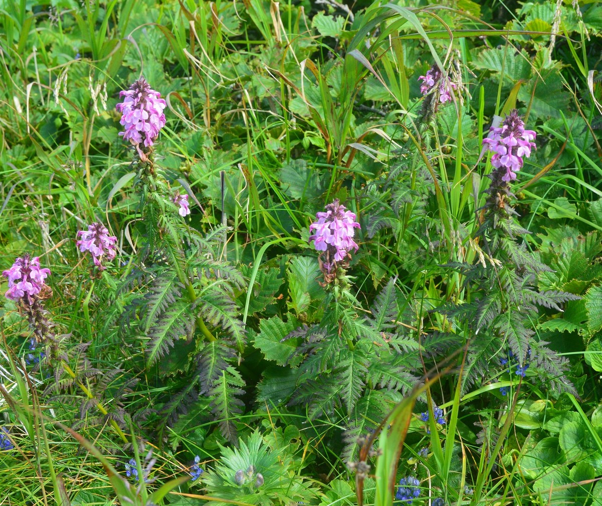 Image of Pedicularis chamissonis specimen.