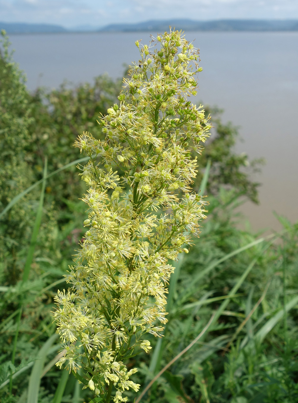 Image of Thalictrum amurense specimen.
