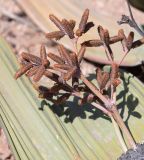 Welwitschia mirabilis. Побеги с мужскими стробилами. Намибия, регион Erongo, пустыня Намиб, ок. 60 км к востоку от г. Свакопмунд, пустыня Намиб, национальный парк \"Dorob\", выс. 320 м н. у. м. 03.03.2020.