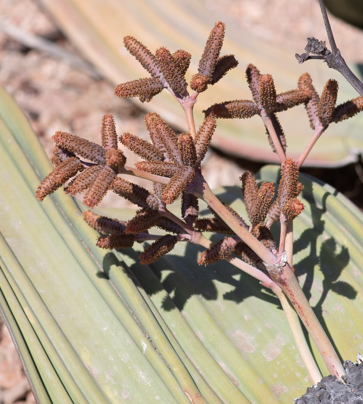 Изображение особи Welwitschia mirabilis.