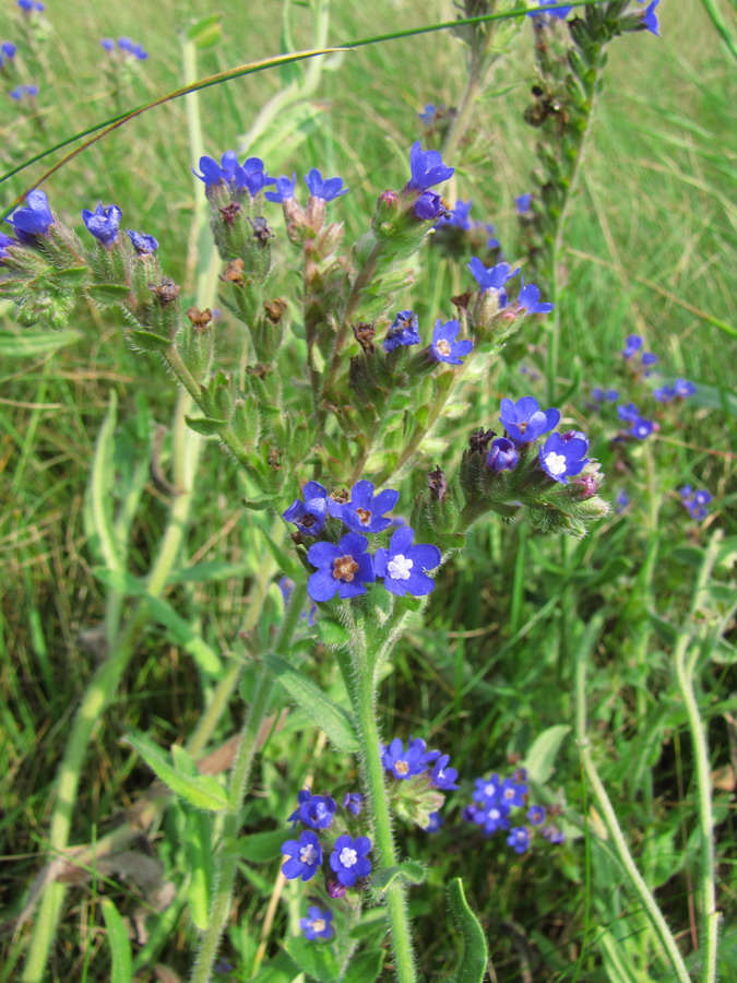 Image of Anchusa officinalis specimen.