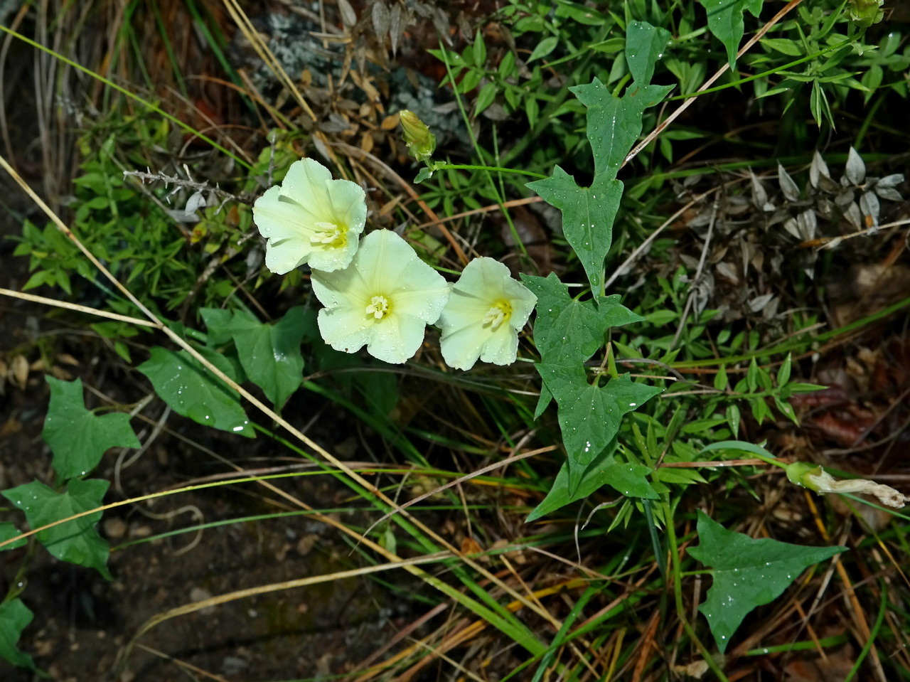 Image of Convolvulus scammonia specimen.