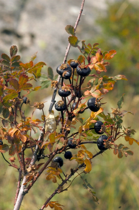 Image of Rosa platyacantha specimen.