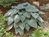 genus Hosta. Вегетирующее растение. Украина, г. Запорожье, озеленение двора многоэтажного дома. 21.06.2020.
