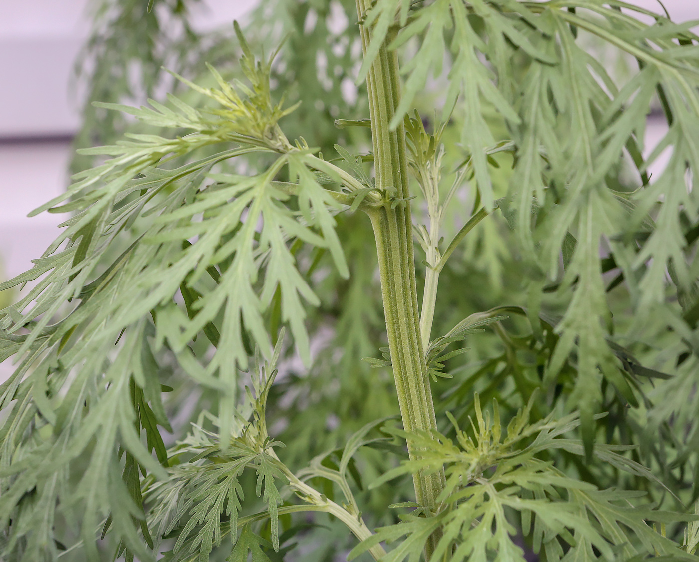 Image of Artemisia sieversiana specimen.