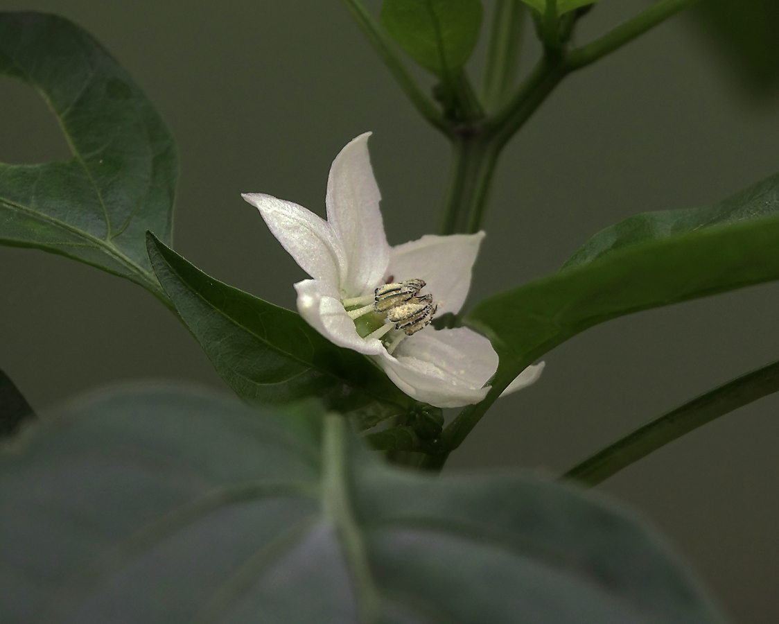 Изображение особи Capsicum annuum.