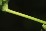 Image of taxon representative. Author is Вера Волкотруб