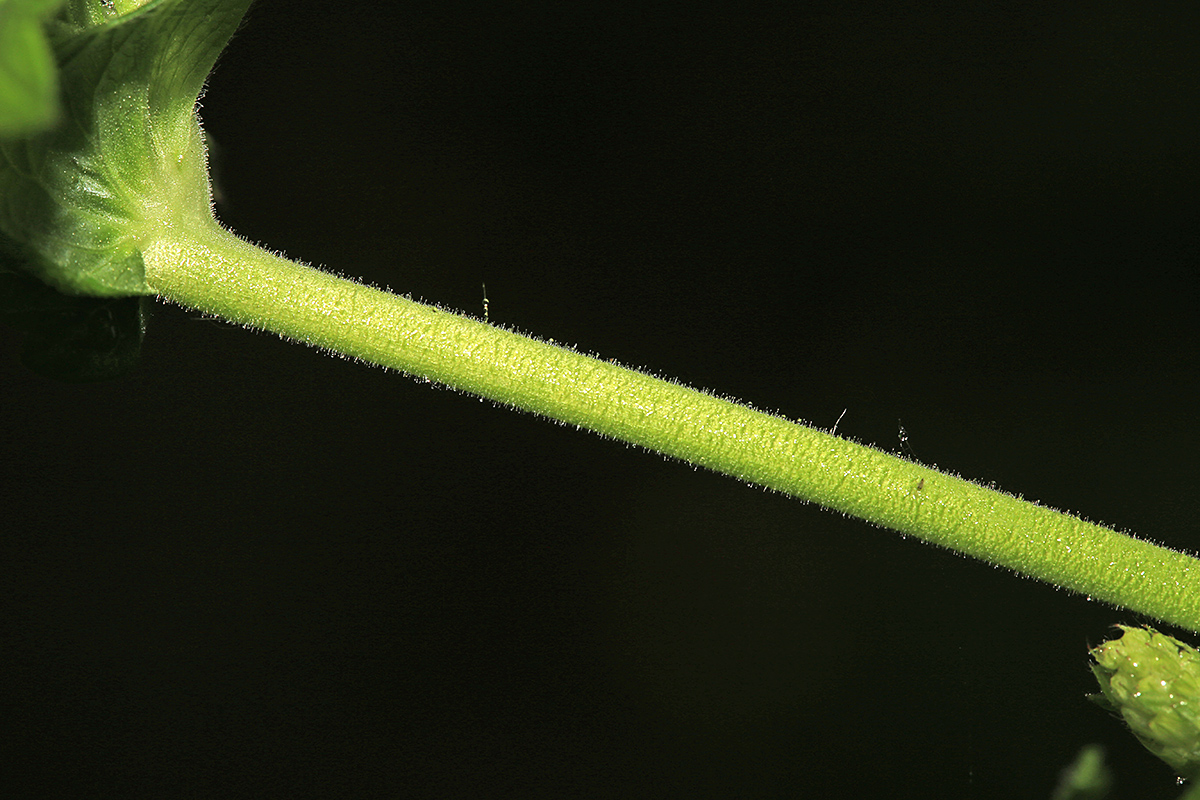 Image of Agrimonia granulosa specimen.
