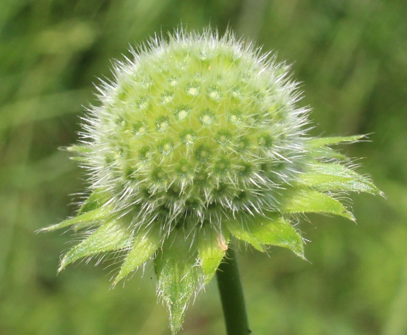 Image of Knautia tatarica specimen.