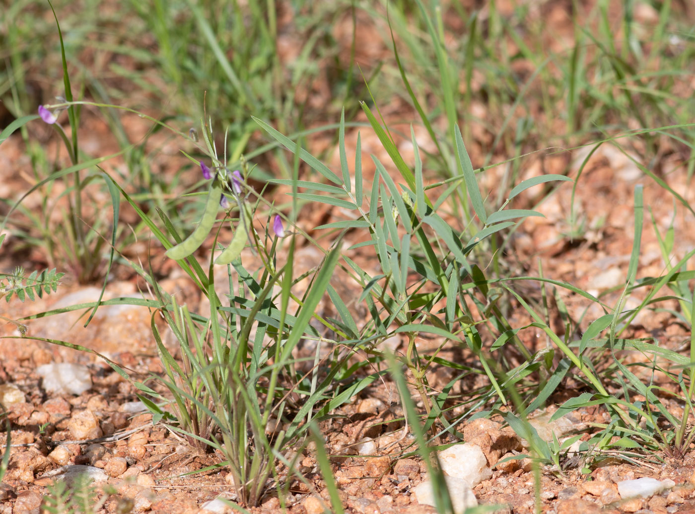 Image of Tephrosia dregeana specimen.