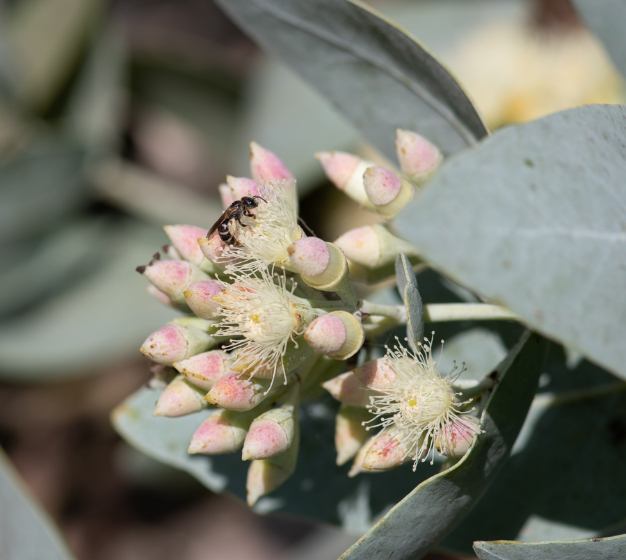 Изображение особи Eucalyptus pruinosa.