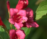 Weigela hybrida