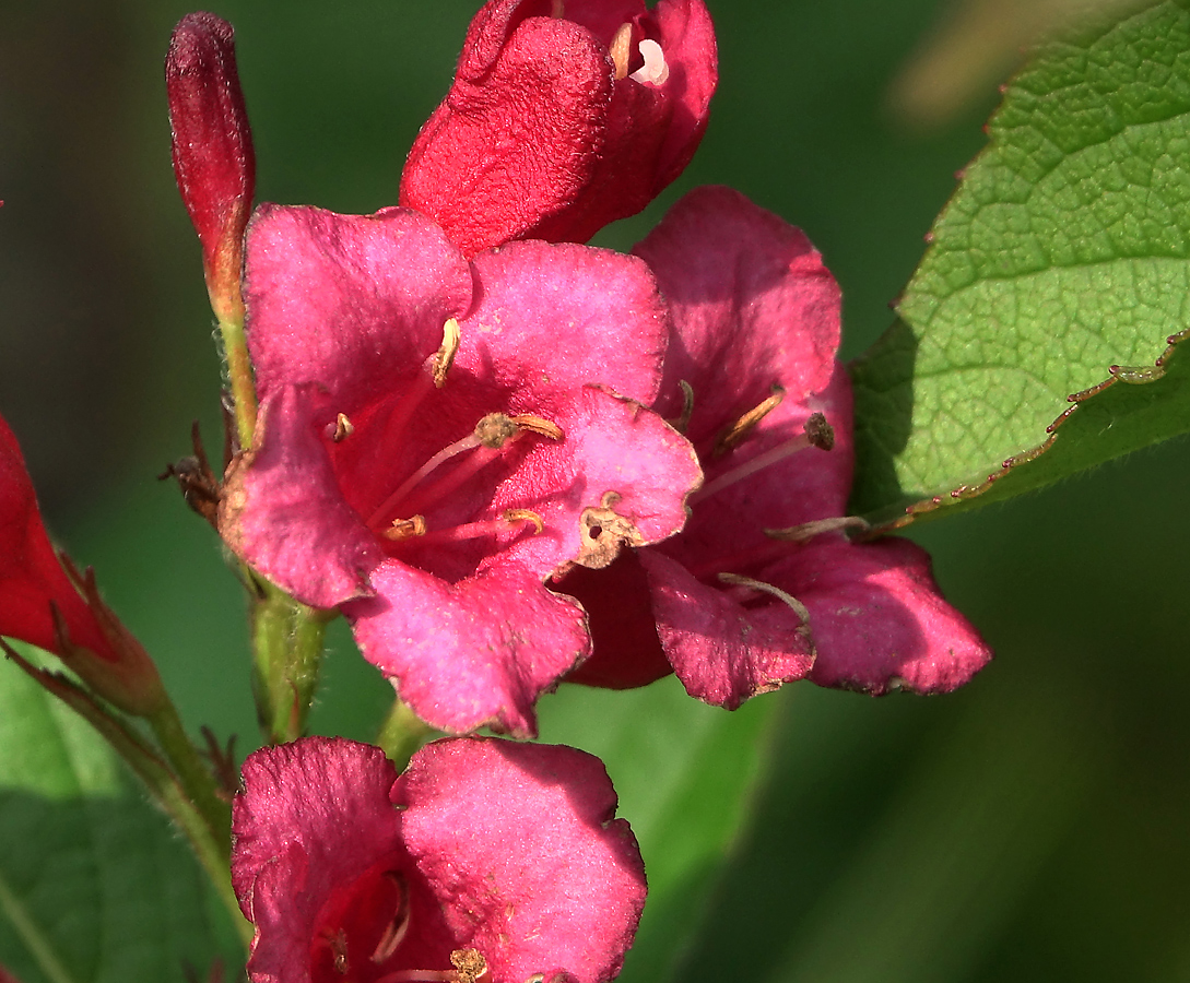 Image of Weigela hybrida specimen.