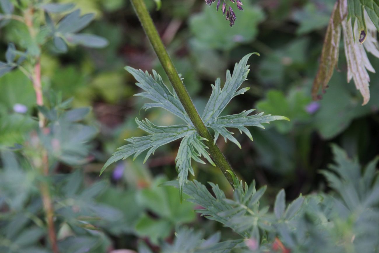 Изображение особи Aconitum leucostomum.