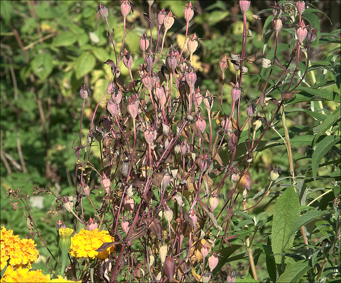 Image of Platycodon grandiflorus specimen.