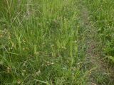 Carex hirta. Аспект цветущих растений. Тверская обл., Весьегонский р-н, с. Чистая Дуброва, сырой луг, полевая дорога. 11 июня 2020 г.