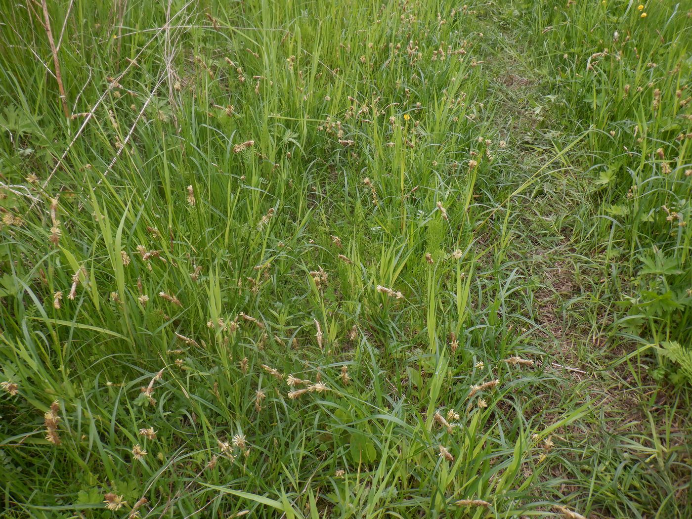 Image of Carex hirta specimen.