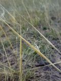 Stipa capillata