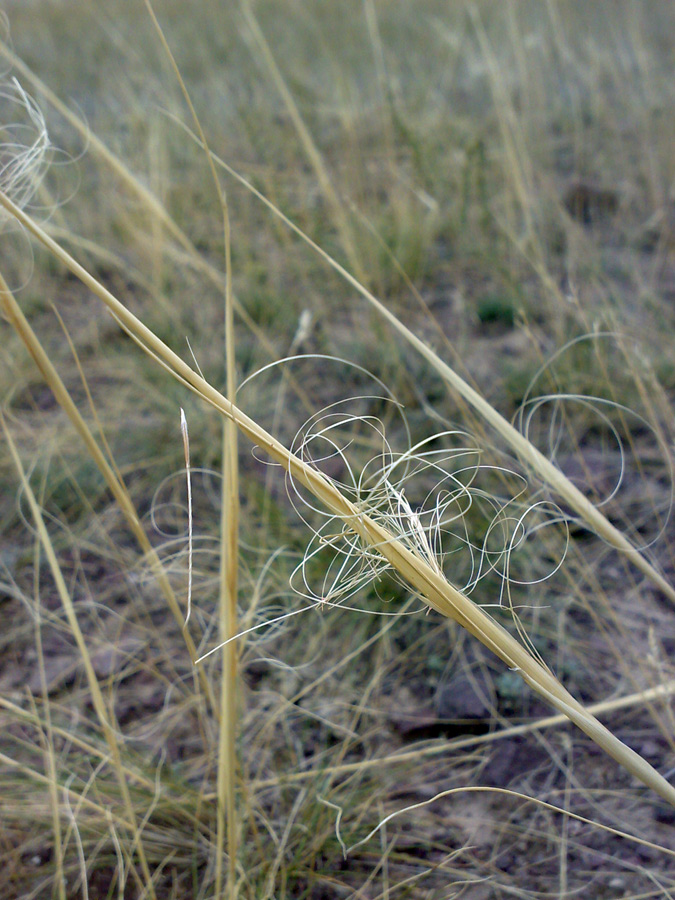 Изображение особи Stipa capillata.