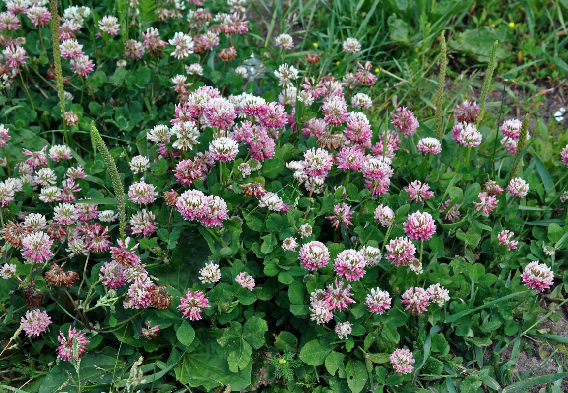 Image of Trifolium hybridum specimen.