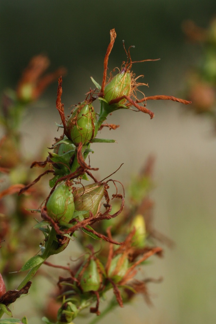 Image of Hypericum perforatum specimen.