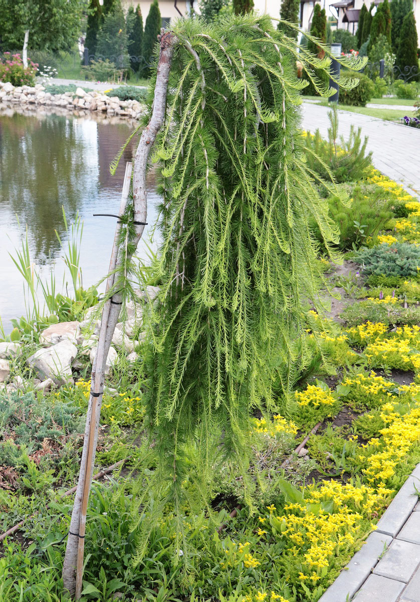 Image of Larix kaempferi specimen.