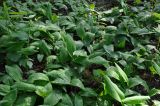 Convallaria majalis. Расцветающие растения после дождя. Московская обл., окр. г. Железнодорожный, опушка смешанного леса, вырубка. 25.05.2020.