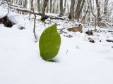 Helleborus caucasicus. Часть листа, покрытого снегом. Краснодарский край, Крымский р-н, окр. станицы Неберджаевская, ур. Темрючки, дубово-грабовый лес. 16.01.2021.