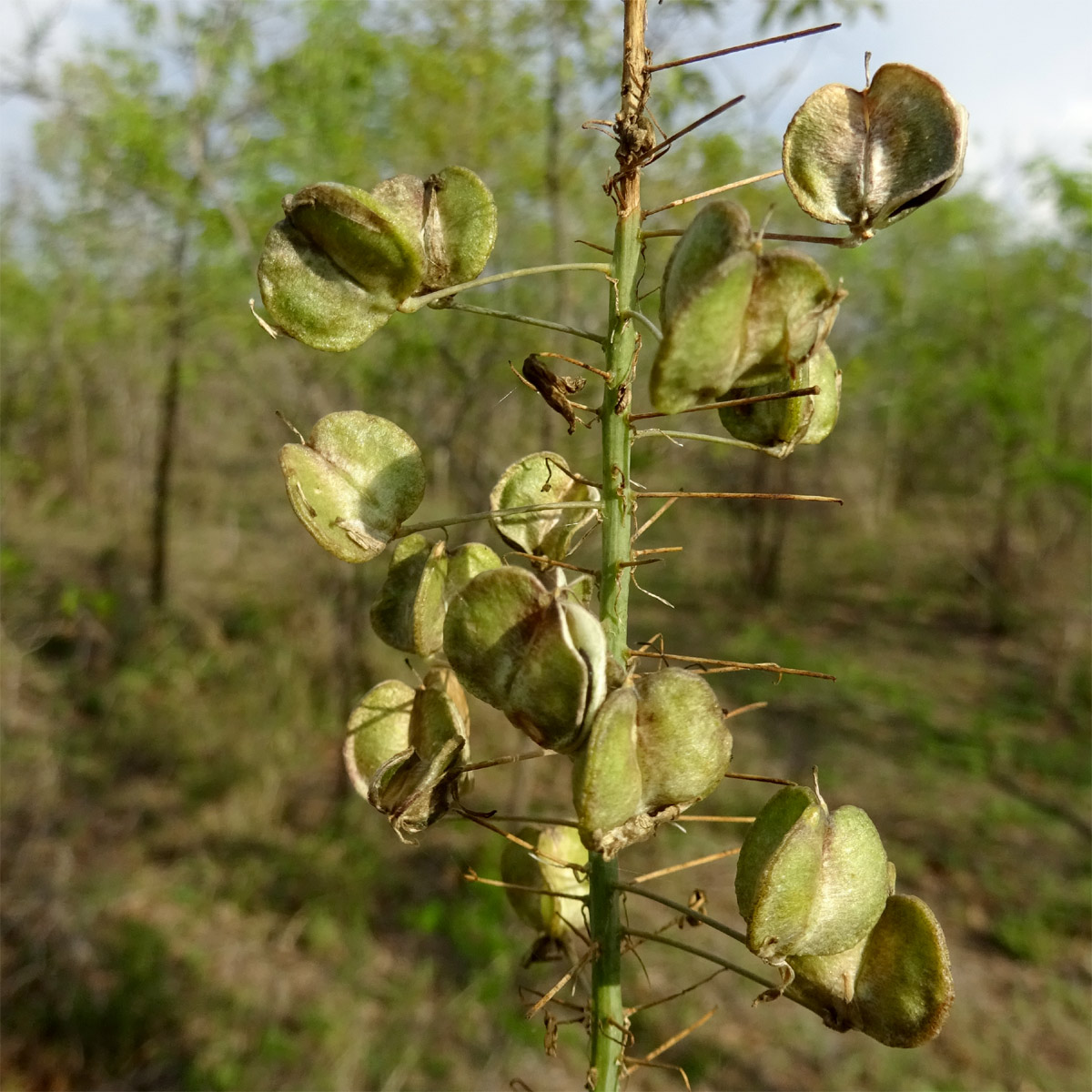 Image of Drimia altissima specimen.