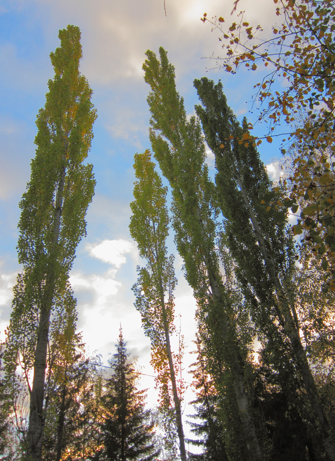 Image of Populus italica specimen.