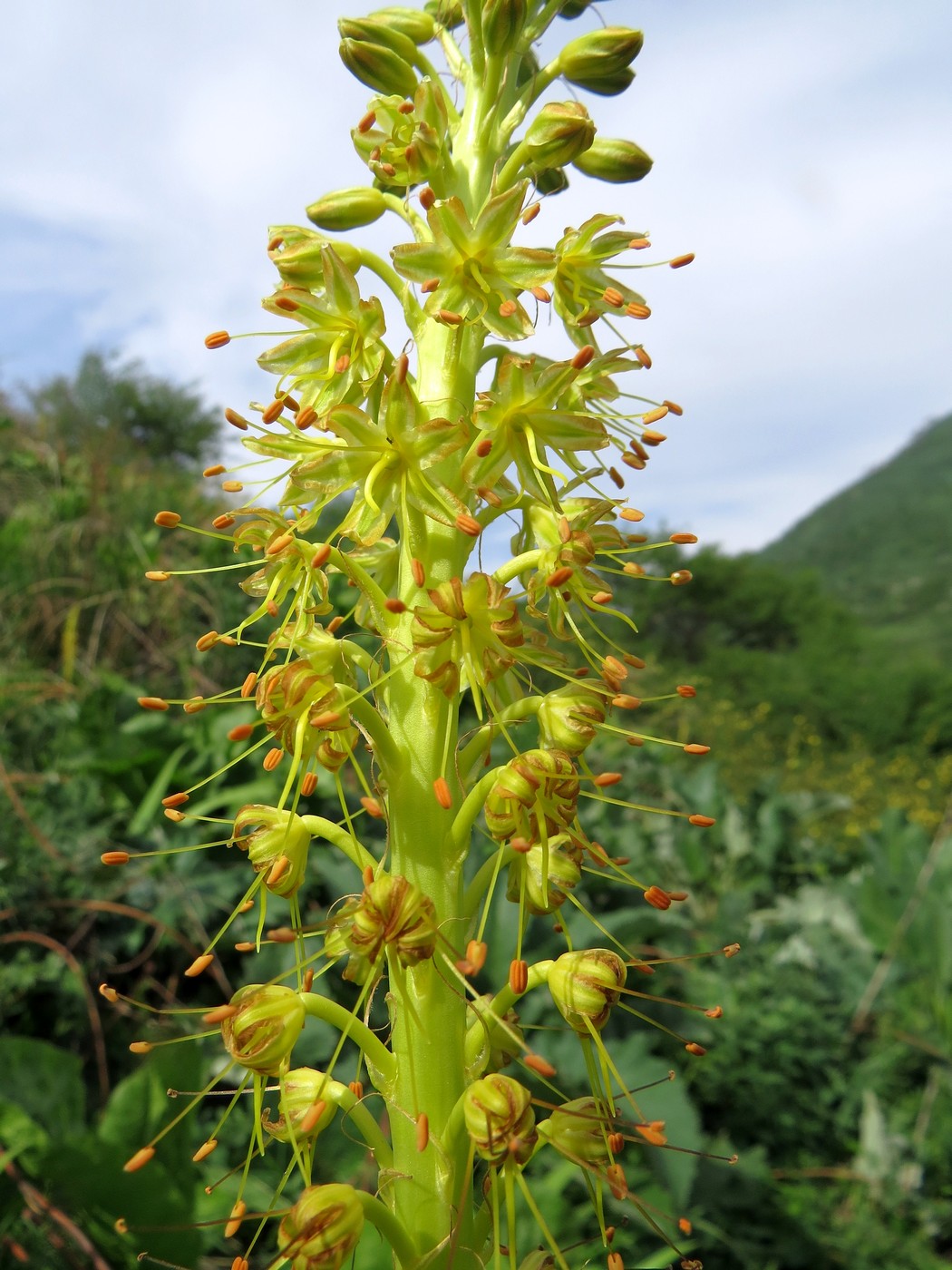 Изображение особи Eremurus fuscus.