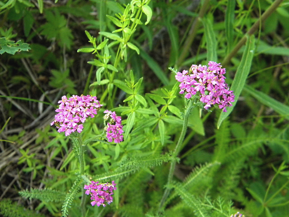 Image of Achillea asiatica specimen.