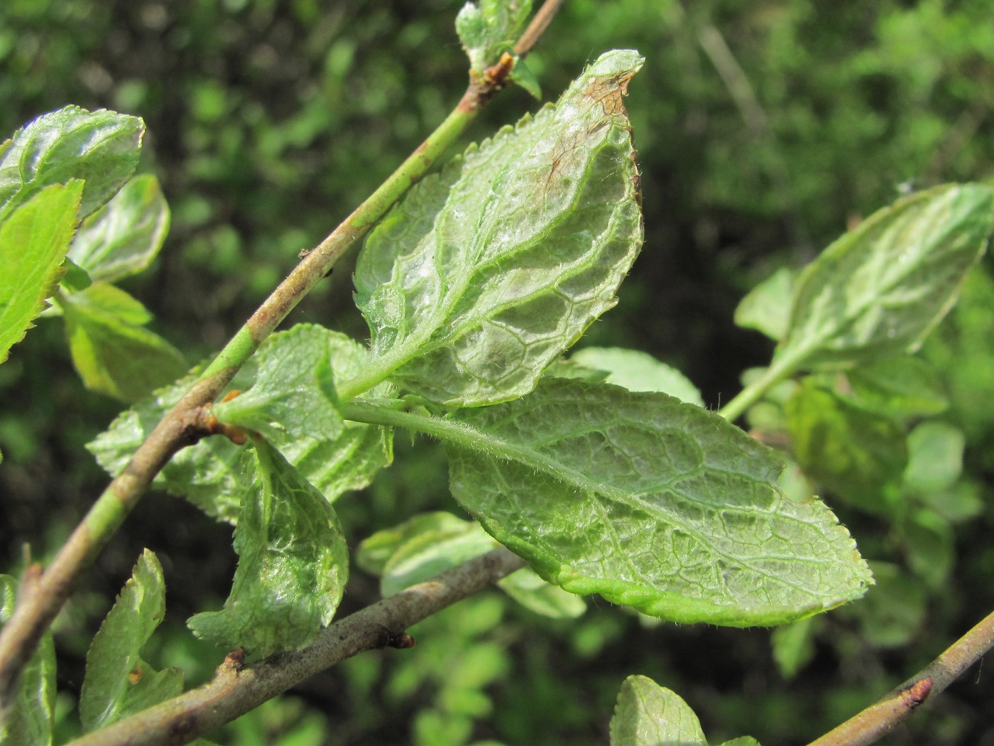 Image of Prunus spinosa specimen.