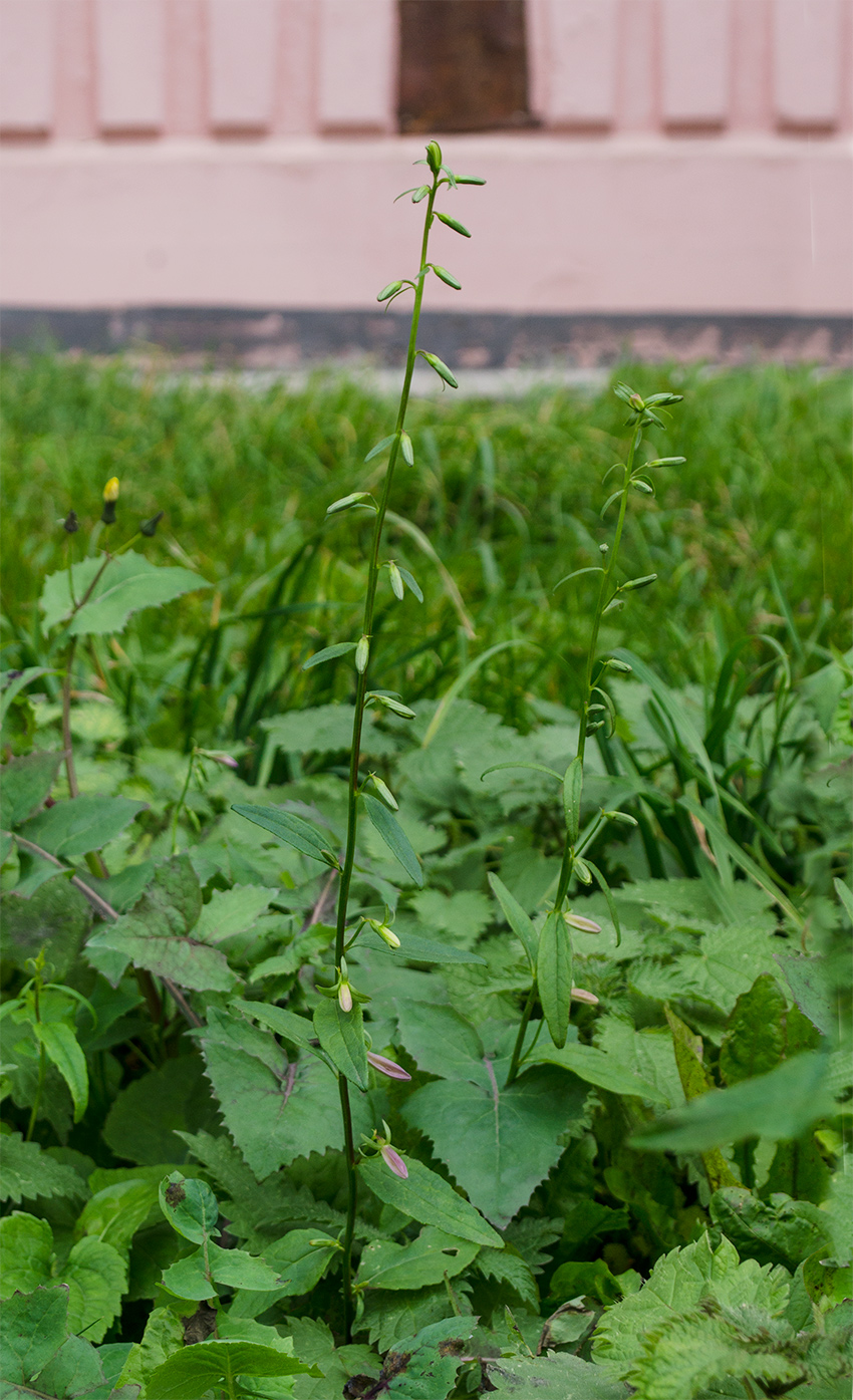 Изображение особи Campanula rapunculoides.