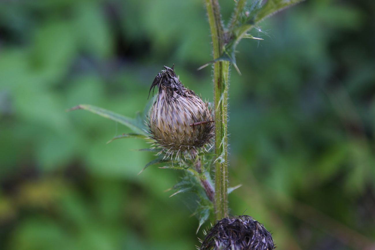 Image of genus Cirsium specimen.