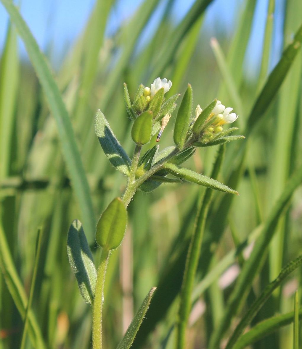 Изображение особи Buglossoides rochelii.