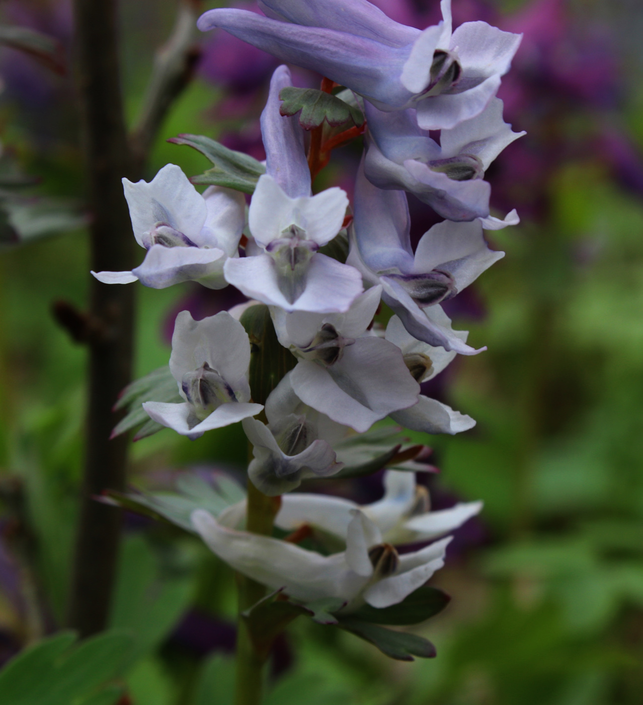 Image of Corydalis solida specimen.