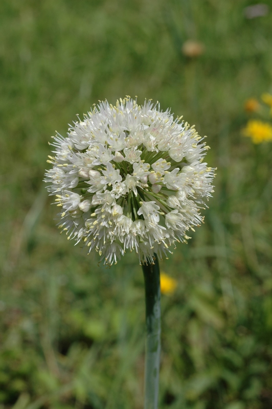 Image of Allium nutans specimen.