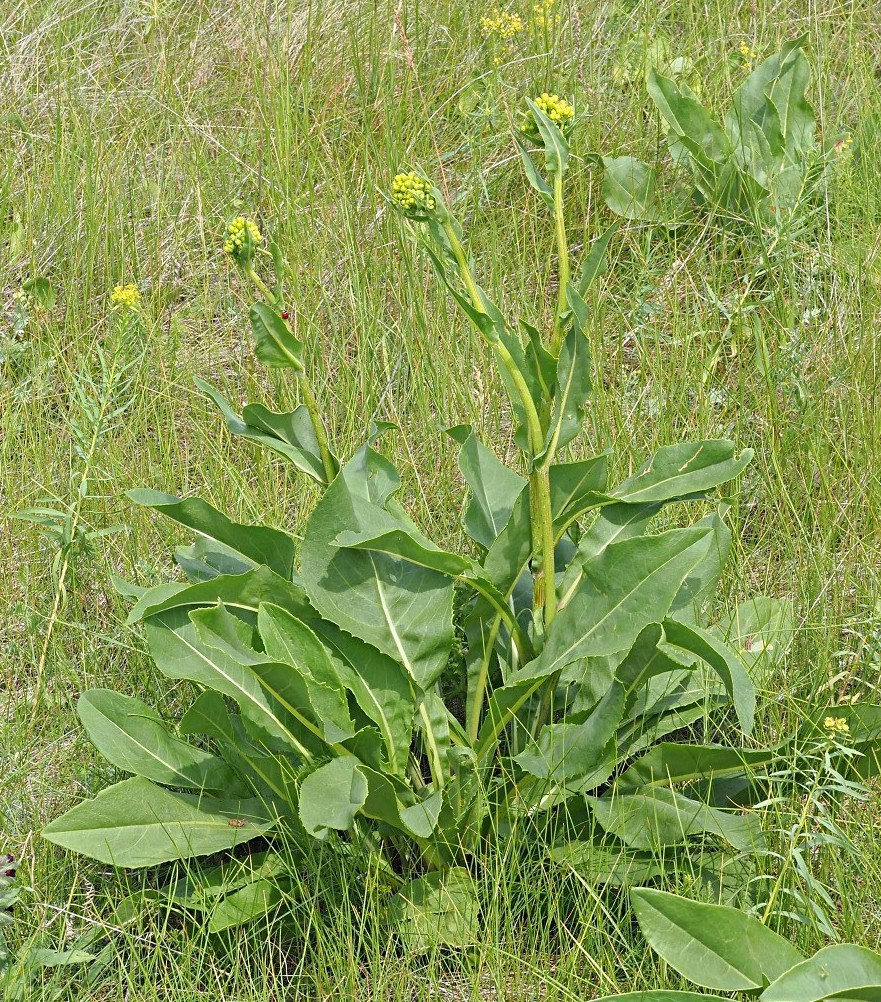 Изображение особи Senecio schwetzowii.