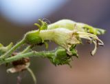 familia Solanaceae. Цветок. Перу, регион Куско, пос. Ollantaytambo, археологический комплекс. 11.10.2019.