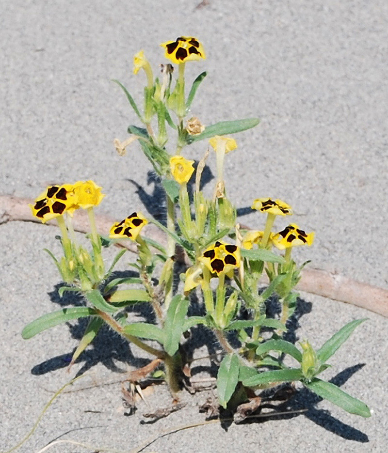 Изображение особи Arnebia coerulea.