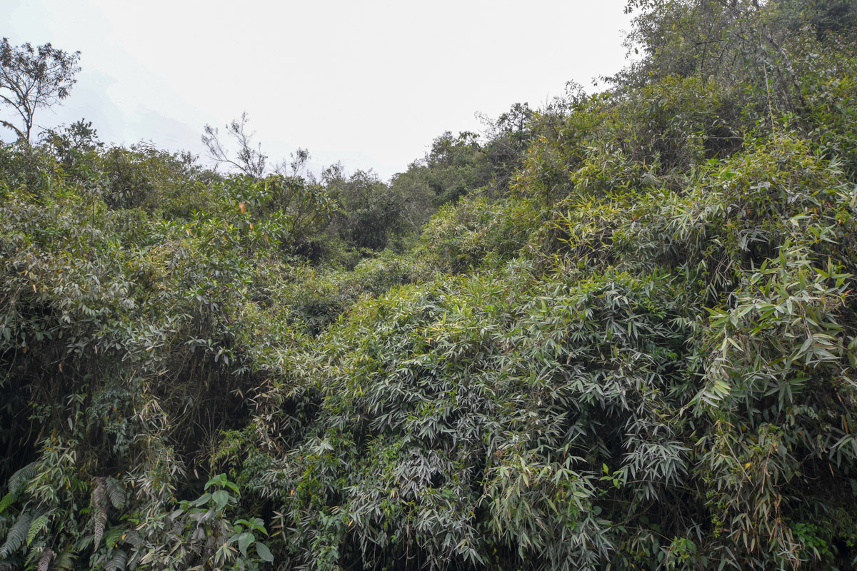 Image of familia Poaceae specimen.