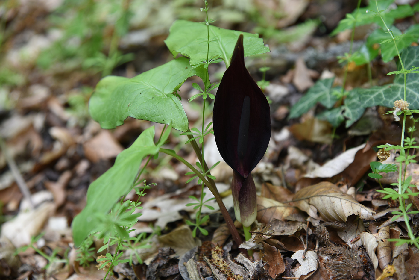 Image of Arum elongatum specimen.