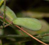 Hardenbergia comptoniana