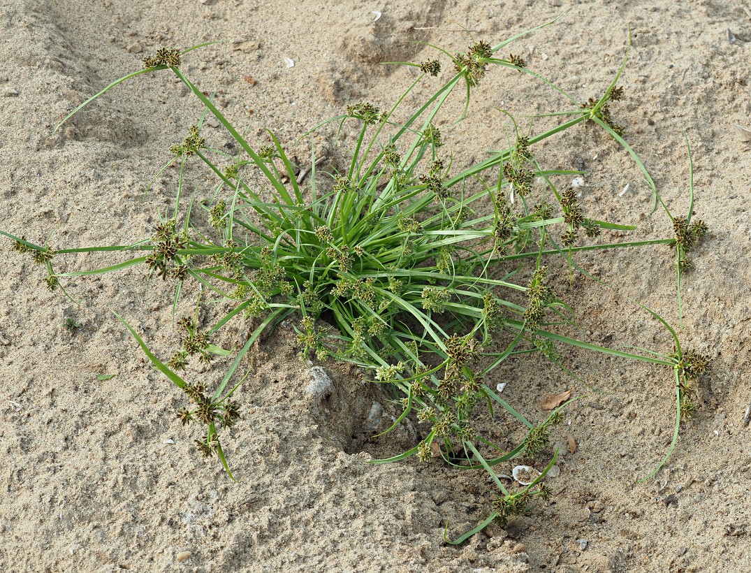Image of Cyperus fuscus specimen.