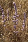 Psylliostachys spicata