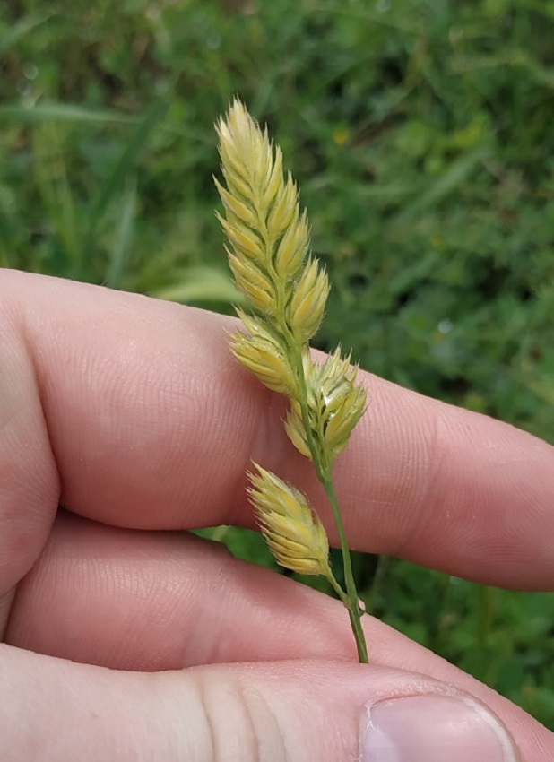 Изображение особи Dactylis glomerata.