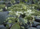 Hydrangea cinerea