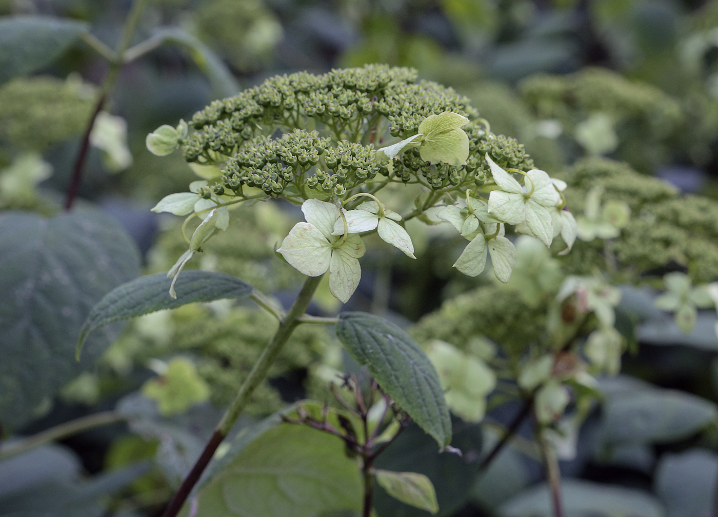 Изображение особи Hydrangea cinerea.