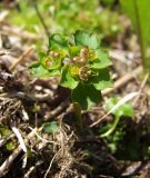 Chrysosplenium tetrandrum. Верхушка цветущего и плодоносящего побега. Магаданская обл., Ольский р-н, окр. пгт Ола, бассейн р. Ола, р. Угликан, около воды. 28.06.2021.